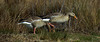 20200408 7110CPw [D~MI] Graugans, Großes Torfmoor, Hille