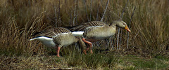 20200408 7110CPw [D~MI] Graugans, Großes Torfmoor, Hille