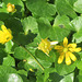 Ficaire fausse renoncule = Ranunculus ficaria = Ficaria verna = Ficaria ranunculoides, Renonculacées (Rhône, France)