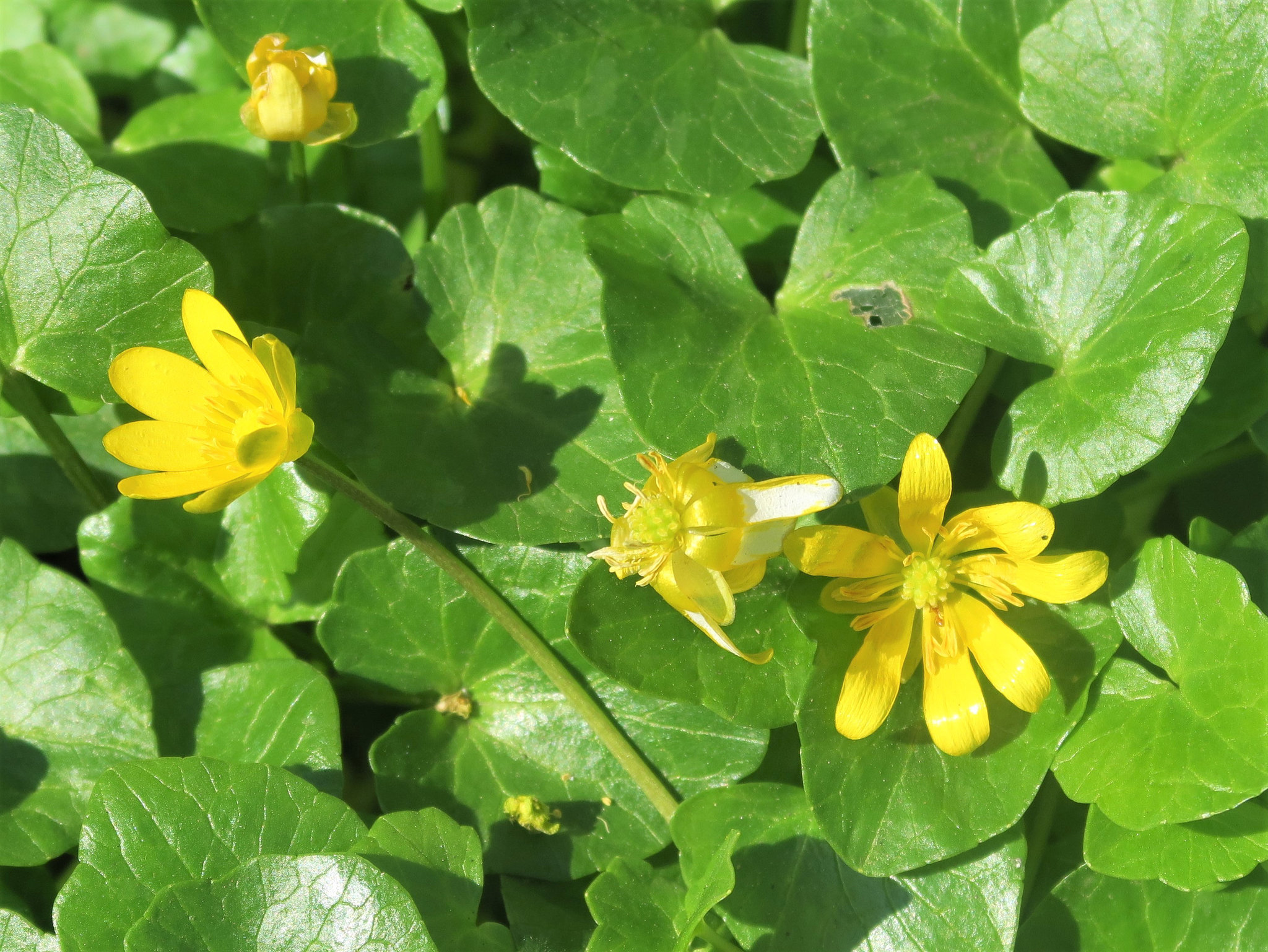 Ficaire fausse renoncule = Ranunculus ficaria = Ficaria verna = Ficaria ranunculoides, Renonculacées (Rhône, France)