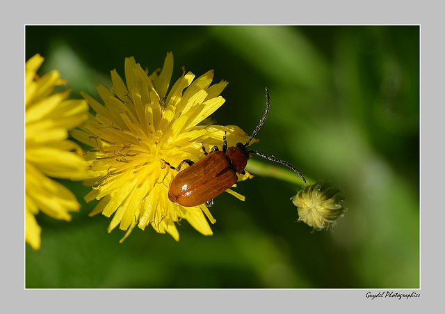 Bain de pollen ...