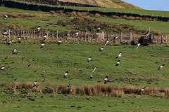 Lapwings and Starlings in flight