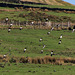 Lapwings and Starlings in flight