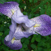 Blütenpracht der Iris