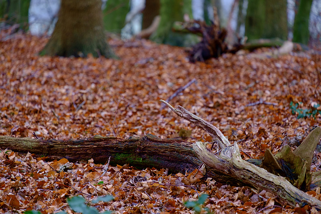 Cat Wood - the carpet of fallen leaves