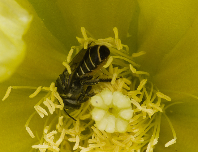 IMG 1988 Bee Cactus Flower-1-1