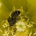 IMG 1988 Bee Cactus Flower-1-1