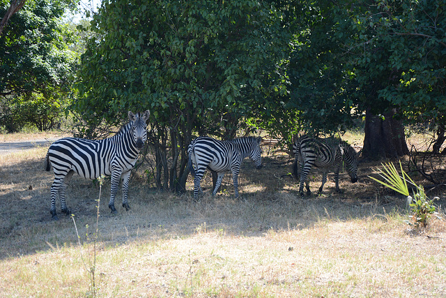 Zambia, Mosi-oa-Tunya National Park, Zebras in the Shadow