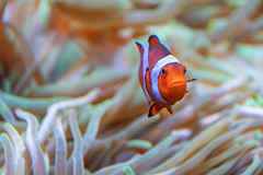 Orange-Ringel-Anemonenfisch