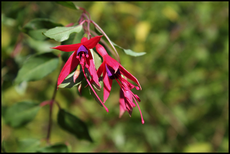 Fuchsia Riccartonii (3)