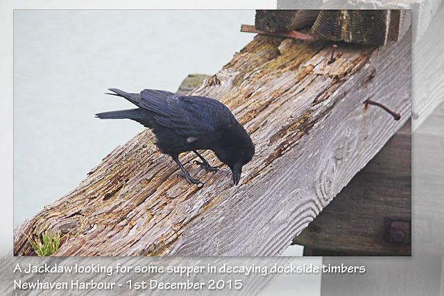 Jackdaw - Newhaven Harbour - 01.12.2015