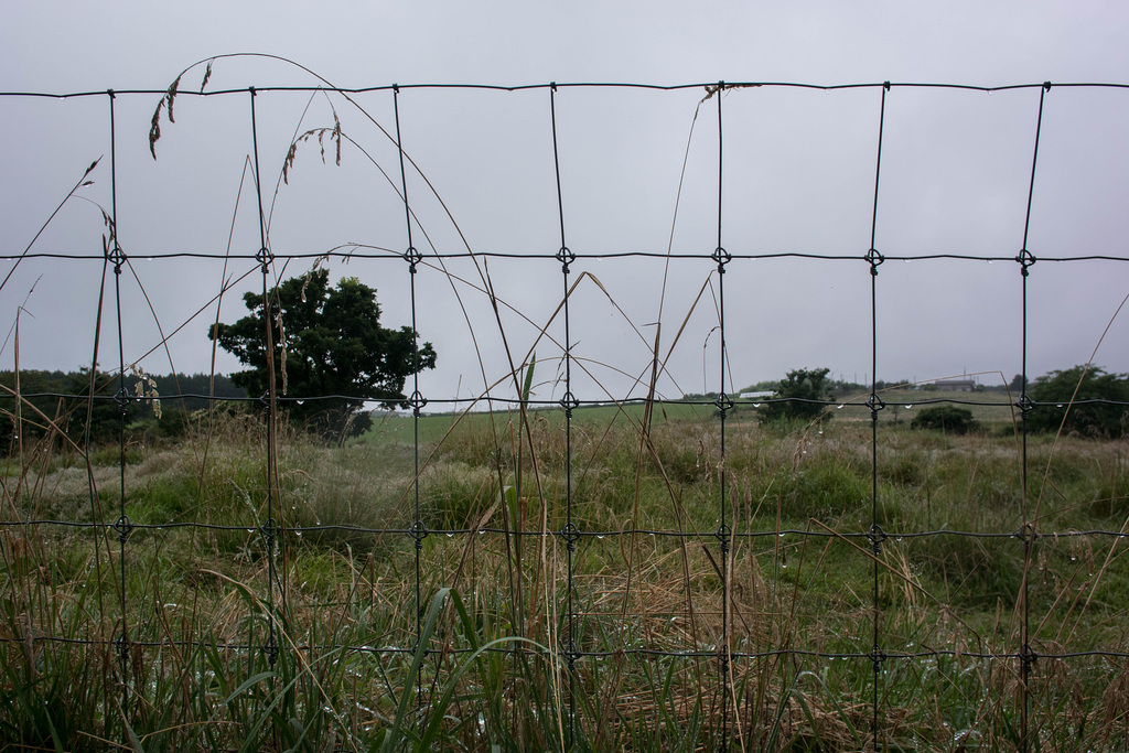 Pasture in the rain