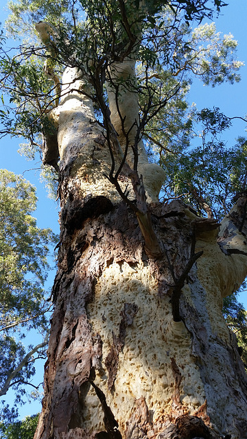 River Red Gum: found along watercourses
