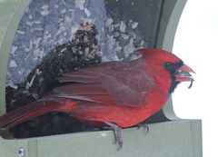 Northern Cardinal