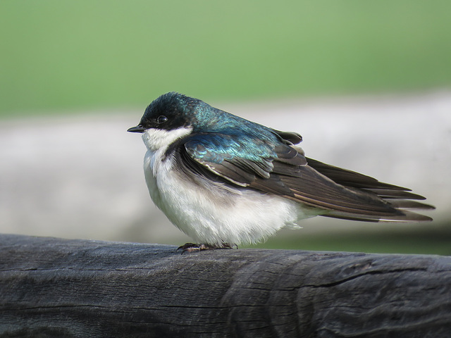 Tree Swallow / Tachycineta bicolor