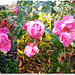 November roses in the rose garden