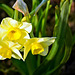 Dwarf Narcissus