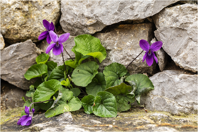 Les violettes - Die Veilchen - Violets