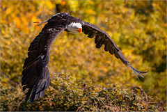 Eagle Wings II