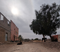 Deux pauvres bêtes au régime sec.....