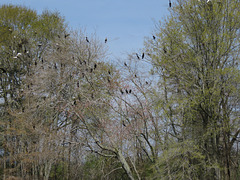 Double-crested Cormorants and Great Egrets