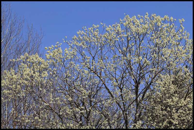 Salix caprea