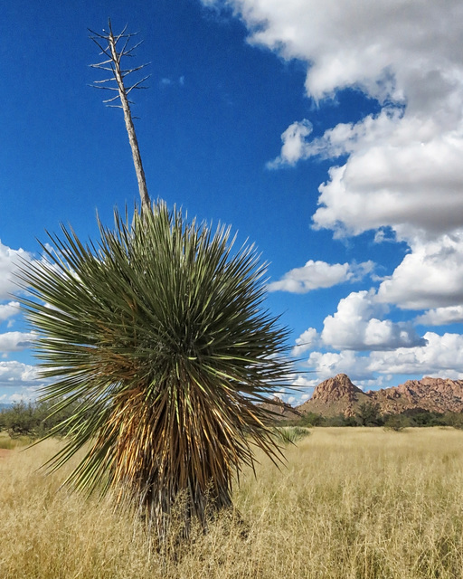 Yucca