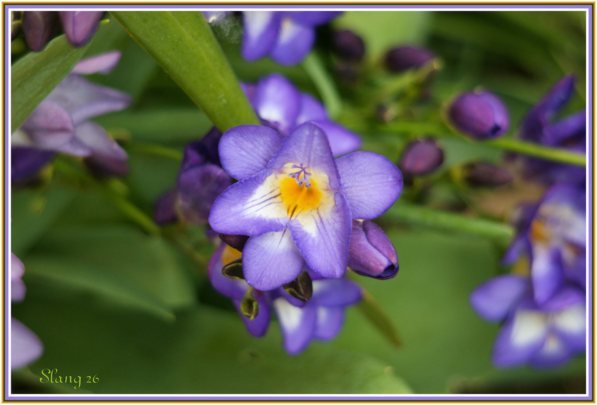 Fleurs de mon jardin, Flowers of my garden.