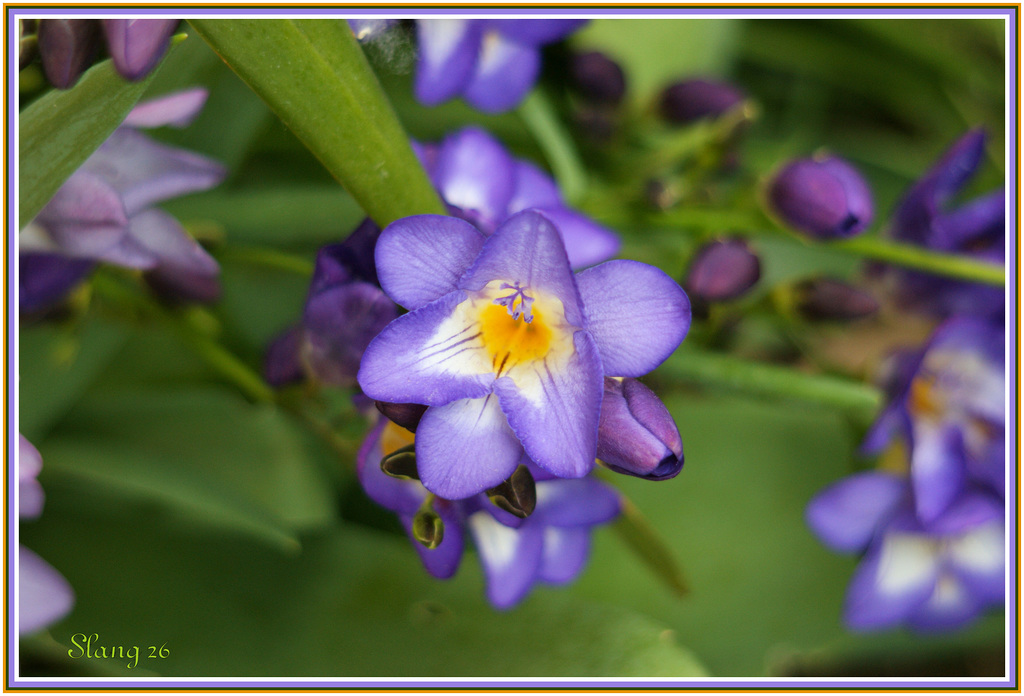 Fleurs de mon jardin, Flowers of my garden.