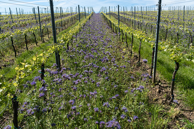 ein Hauch von Provence I