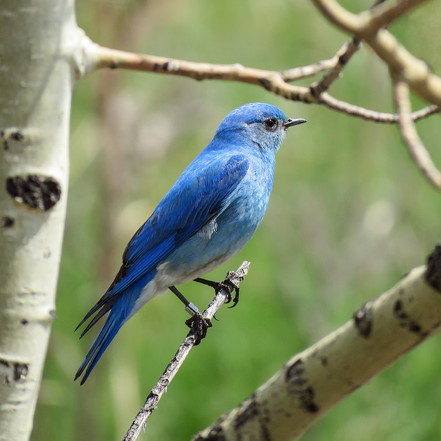 Mountain Bluebird male