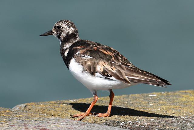 EOS 90D Peter Harriman 13 17 05 40793#-juvenileTurnstone dpp