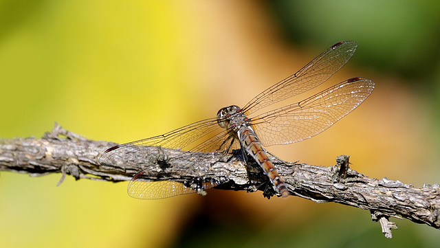 Sympetrum