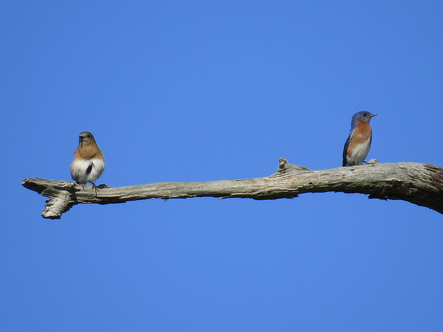 Eastern bluebirds (social distancing)