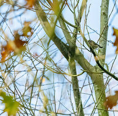 Our smallest bird, a goldcrest