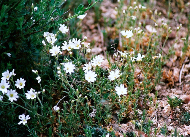 Céraiste des champs