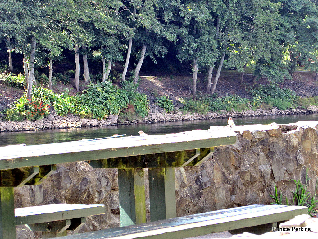 The Waikato River at Hamilton.