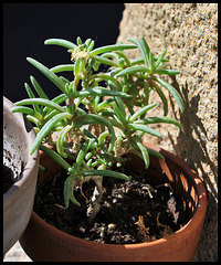 Delosperma floribunda