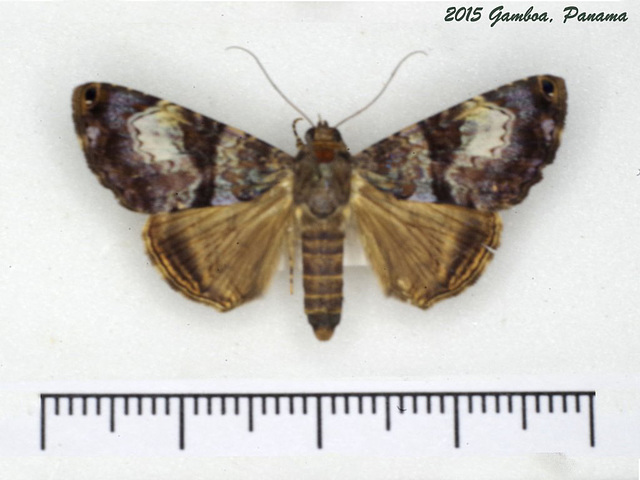 P077G Coenipeta sps