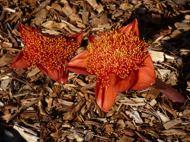 Blood lilies