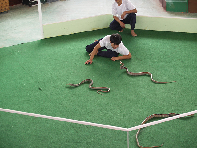 Pattaya, Snake Show