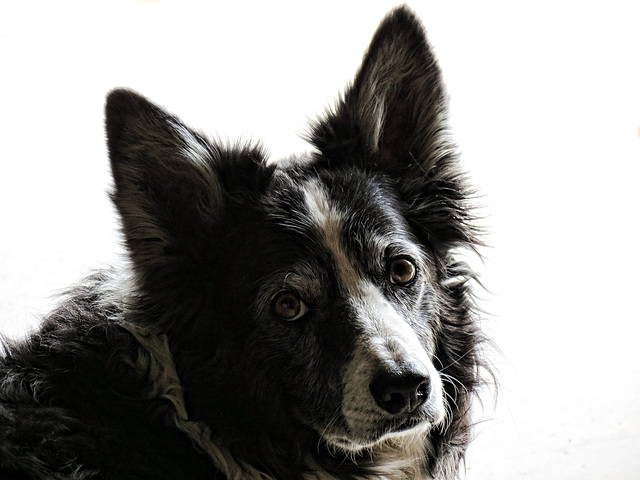 Border Collie