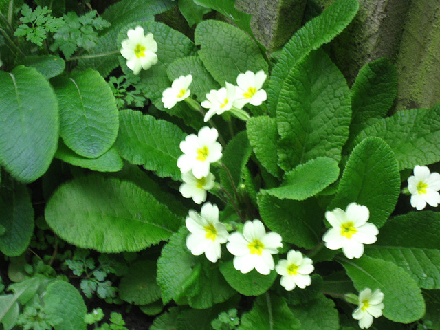 Primroses lining the drive