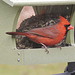 Northern Cardinal