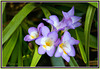 Fleurs de mon jardin, Flowers of my garden.