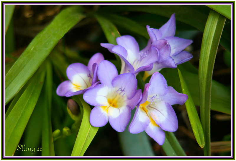 Fleurs de mon jardin, Flowers of my garden.