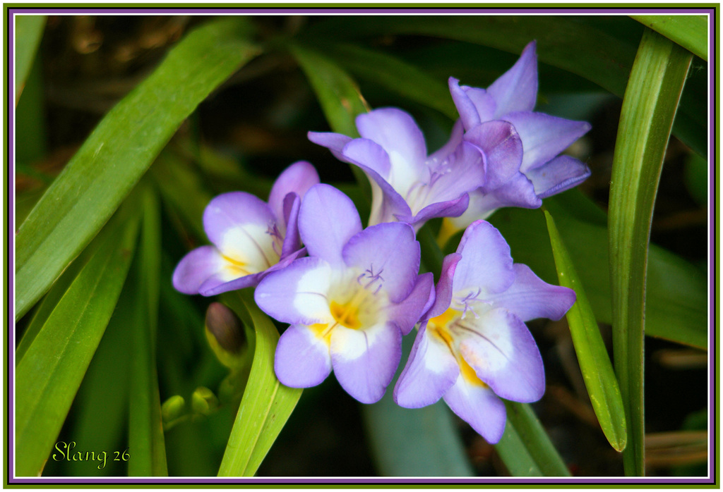 Fleurs de mon jardin, Flowers of my garden.