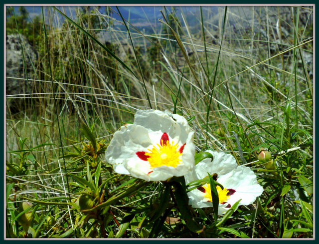 Cistus, jara or rock rose. An anditode to midwinter blues!