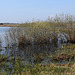 20200408 7116CPw [D~MI] Grau-Weide (Salix cinerea), Großes Torfmoor, Hille