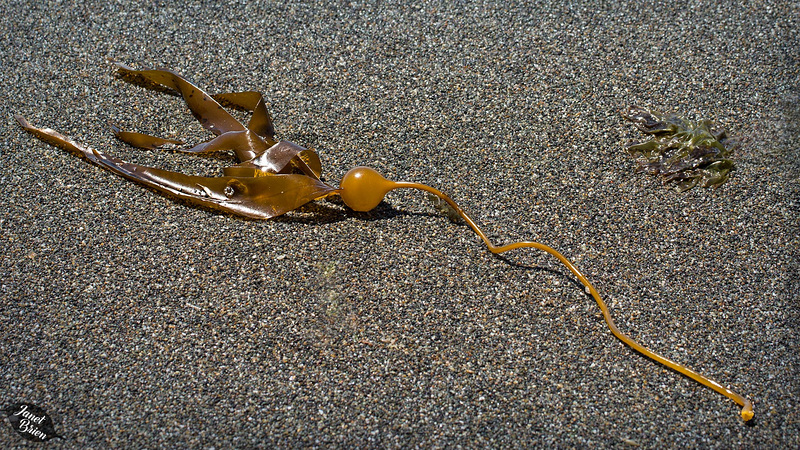 kelp-still-life